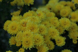 菊