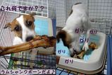 ラムシャンク
