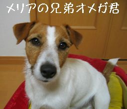 メリアの兄弟オメガ君