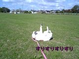 すりすり
