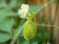 フウセンカズラの花