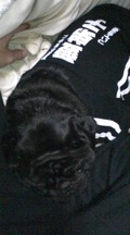 1201犬