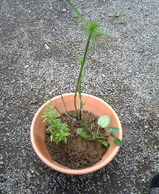 植え込み2