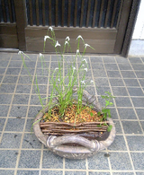 半分植え込み終わり