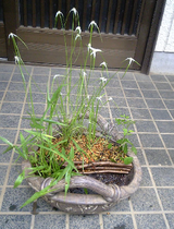 半分植物終わり