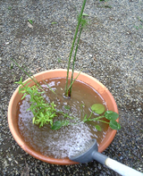 水やり2