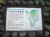 称名滝1