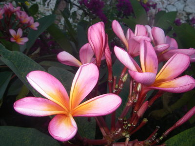 IMGP0864