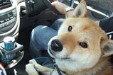 driver