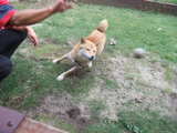 ball