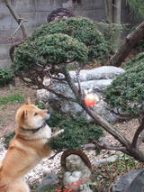 ball