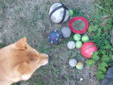 ball