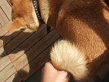 tail