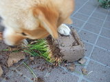 grass