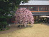 bloom