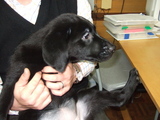 lab