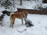 snow