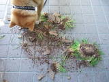 grass