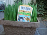 grass