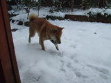 snow