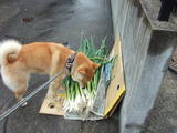 leek