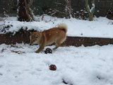 snow