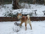 snow