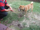 ball