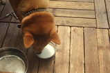 milk