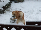 snow