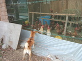 chicken