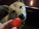 strawberry
