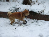 snow