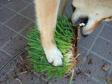grass