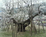 usuzumi6