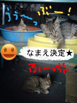 BlogPaint