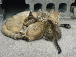 DSC00333