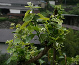 柿の木の新芽