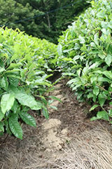 無農薬栽培 緑茶の中の土の様子