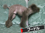 プードル村