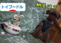 トイプードル村