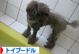 トイプードル村