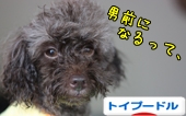 トイプードル村