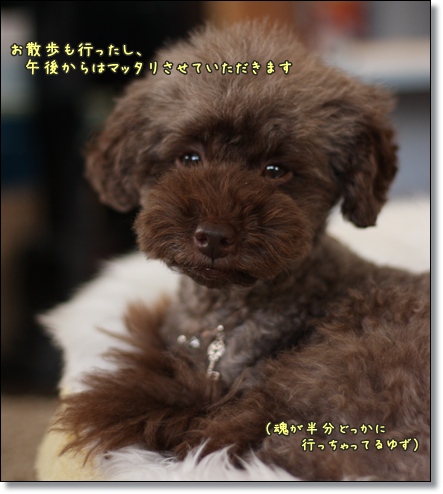 トイプードル ゆず