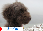 プードル村
