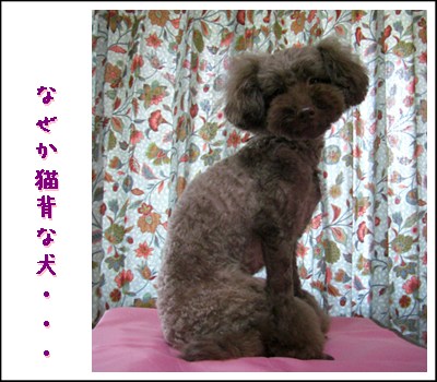 �椺