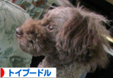 トイプードル村