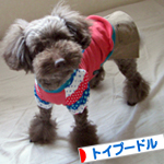 トイプードル村