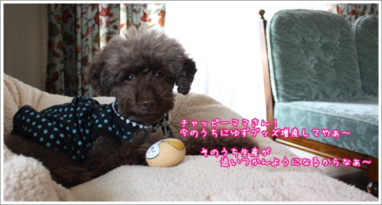トイプードル　ゆず