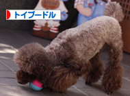 トイプードル村